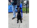 Adopt PUPPY a Labrador Retriever, German Shepherd Dog