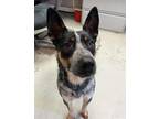 Adopt NILES a Australian Cattle Dog / Blue Heeler, Mixed Breed