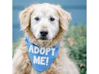 Adopt Sunny a Golden Retriever