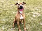Adopt LEWIS a Pit Bull Terrier, Mixed Breed