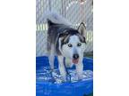 Adopt OREO- IN FOSTER a Siberian Husky