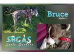 Adopt BRUCE a Pit Bull Terrier
