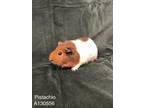 Adopt PISTACHIO a Guinea Pig