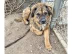 Adopt RILEY a German Shepherd Dog, Mixed Breed