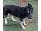 Adopt DEPUTY a German Shepherd Dog