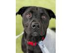 Adopt TONY a Labrador Retriever, Mixed Breed