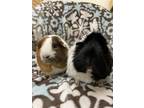 Adopt Taylor (bonded to Swiftt) a Guinea Pig