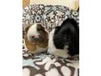 Adopt Swiftt (Bonded to Taylor) a Guinea Pig