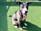 Adopt ZORRO a Pit Bull Terrier, Mixed Breed