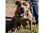 Adopt Zeus a Pit Bull Terrier