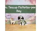 Maltipoo Puppy for sale in Valley Head, AL, USA