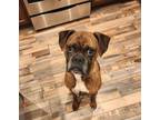 Adopt Moby a Boxer