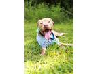 Adopt Gobi a Pit Bull Terrier, American Staffordshire Terrier