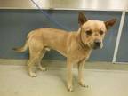 Adopt LARRY a Black Mouth Cur, Mixed Breed