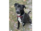 Adopt DEREK a American Staffordshire Terrier