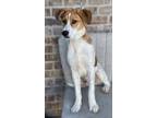 Adopt Sabre a Beagle, Foxhound