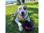 Adopt PATCHES a Beagle, Labrador Retriever