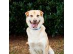 Adopt Wheeler 20290 a Yellow Labrador Retriever, Shar-Pei