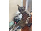 Adopt Topsy a Domestic Medium Hair