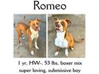 Adopt Romeo a Mixed Breed