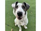 Adopt Ace a Border Collie, Mixed Breed