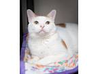 Adopt Tybalt a Domestic Short Hair