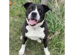 Adopt Murphy a Boxer, Pit Bull Terrier