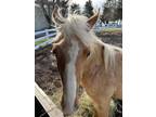 Adopt Johnny Cash a Pony of the Americas