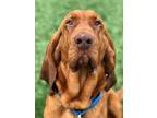 Adopt Alfie a Bloodhound