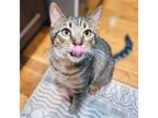 Adopt Cooper a Tabby, Domestic Short Hair