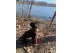 Adopt Talos a Labrador Retriever