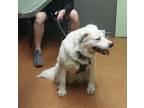 Adopt Charlie a Great Pyrenees, Border Collie