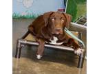 Adopt Hershey (AKA-Frosch) a Labrador Retriever, German Shorthaired Pointer