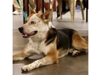 Adopt Chase a Cattle Dog