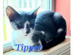 Adopt Tipper a Domestic Short Hair