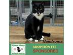 Adopt Handsome a Domestic Short Hair