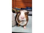 Adopt Brownie a Guinea Pig