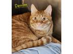 Adopt Denim a Domestic Short Hair