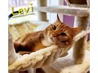 Adopt Levi a Domestic Short Hair