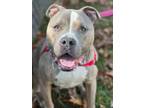 Adopt Rocket Apollo a Terrier, Pit Bull Terrier