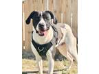 Adopt Dom a Labrador Retriever, Spaniel