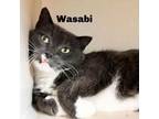 Adopt Wasabi 231120 a Domestic Short Hair