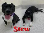 Adopt STEW a Cane Corso, Mixed Breed