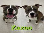 Adopt ZAZOO a Pit Bull Terrier