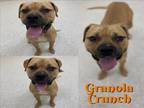 Adopt GRANOLA CRUNCH a Pit Bull Terrier