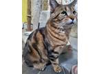 Adopt Joey (Gladwin) a Bengal