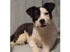 Adopt David a Australian Cattle Dog / Blue Heeler, Pit Bull Terrier