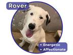 Adopt Rover a Border Collie, German Wirehaired Pointer