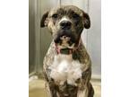 Adopt Duke a Staffordshire Bull Terrier