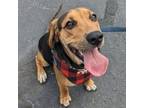 Adopt Entei a Hound